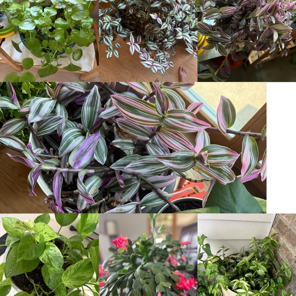 Plant Cuttings - Picture 8 of 8